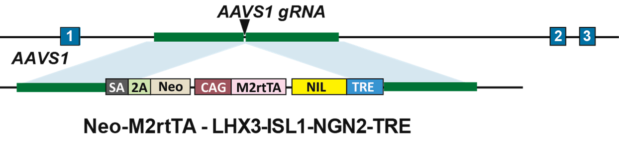 AAVS1 Mechanism